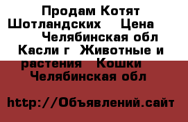 “Продам Котят Шотландских“ › Цена ­ 1 000 - Челябинская обл., Касли г. Животные и растения » Кошки   . Челябинская обл.